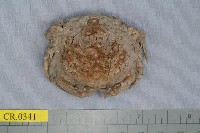 藏品(綿形渣氏蟹)的圖片